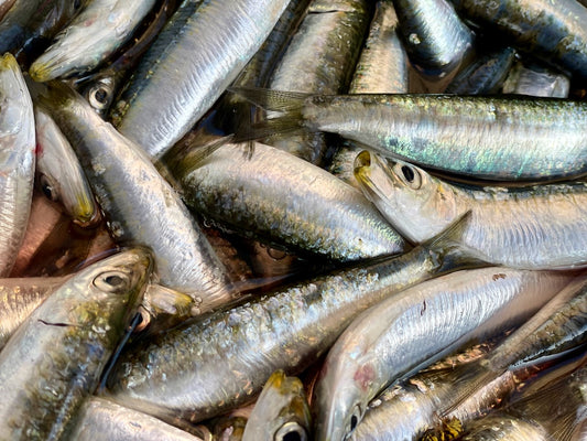 Sarde del Mediterraneo fresche