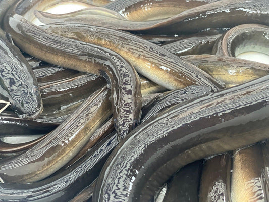 Anguilla Italia - Pescheria Ferroni | Milano