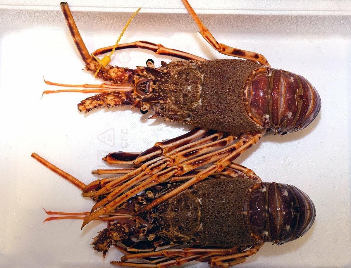 Aragosta del Mediterraneo - Pescheria Ferroni | Milano