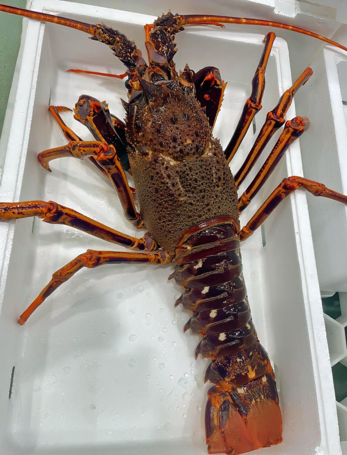 Aragosta del Mediterraneo - Pescheria Ferroni | Milano