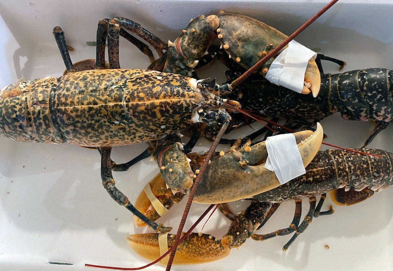 Astice blu del mediterraneo - Pescheria Ferroni | Milano