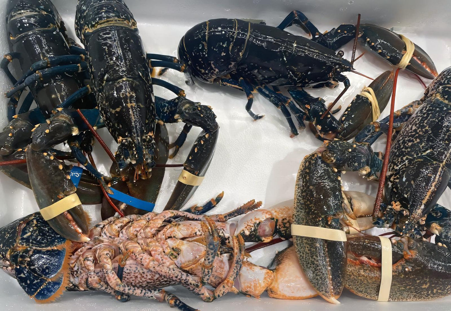 Astice blu del mediterraneo - Pescheria Ferroni | Milano