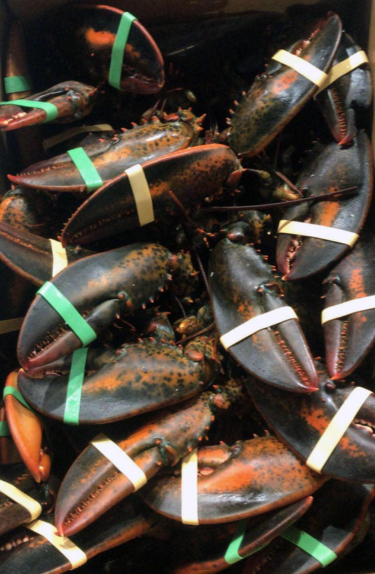 Astice canadese - Pescheria Ferroni | Milano