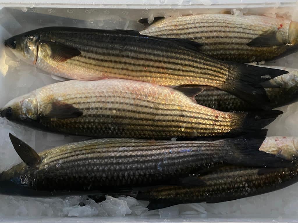 Bosega di mare Italia - Pescheria Ferroni | Milano