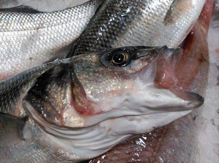 Branzino allevato Italia - Pescheria Ferroni | Milano