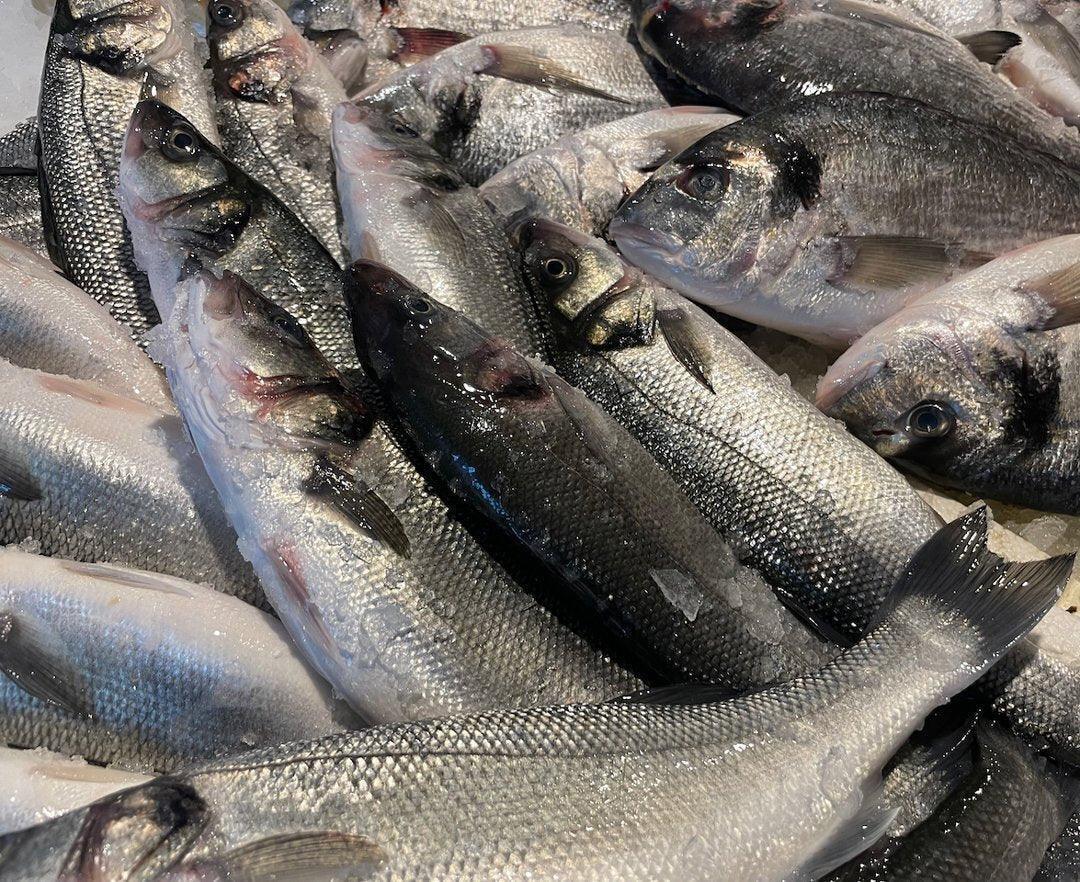 Branzino allevato Turchia - Pescheria Ferroni dal 1910