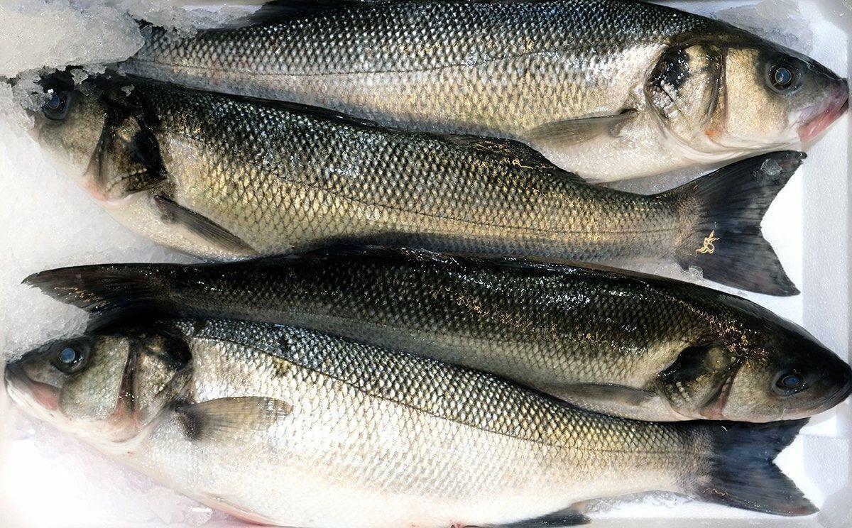 Branzino pescato atlantico - Pescheria Ferroni dal 1910