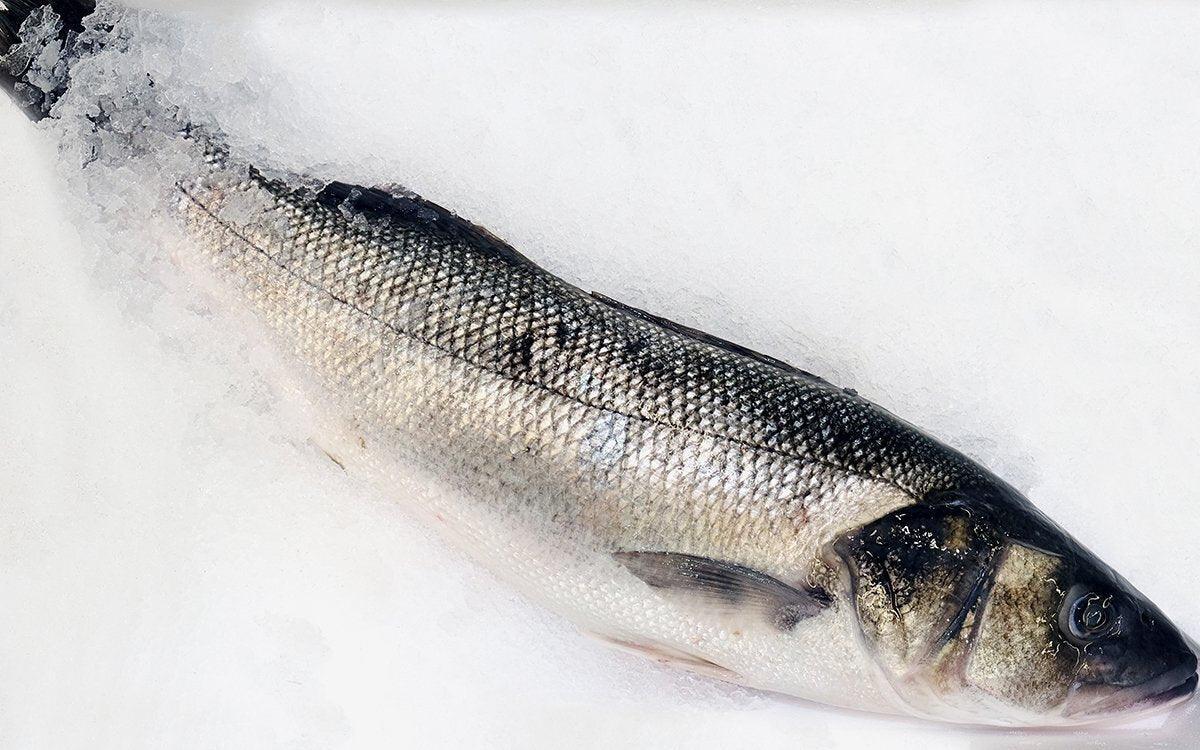 Branzino pescato Italia - Pescheria Ferroni dal 1910