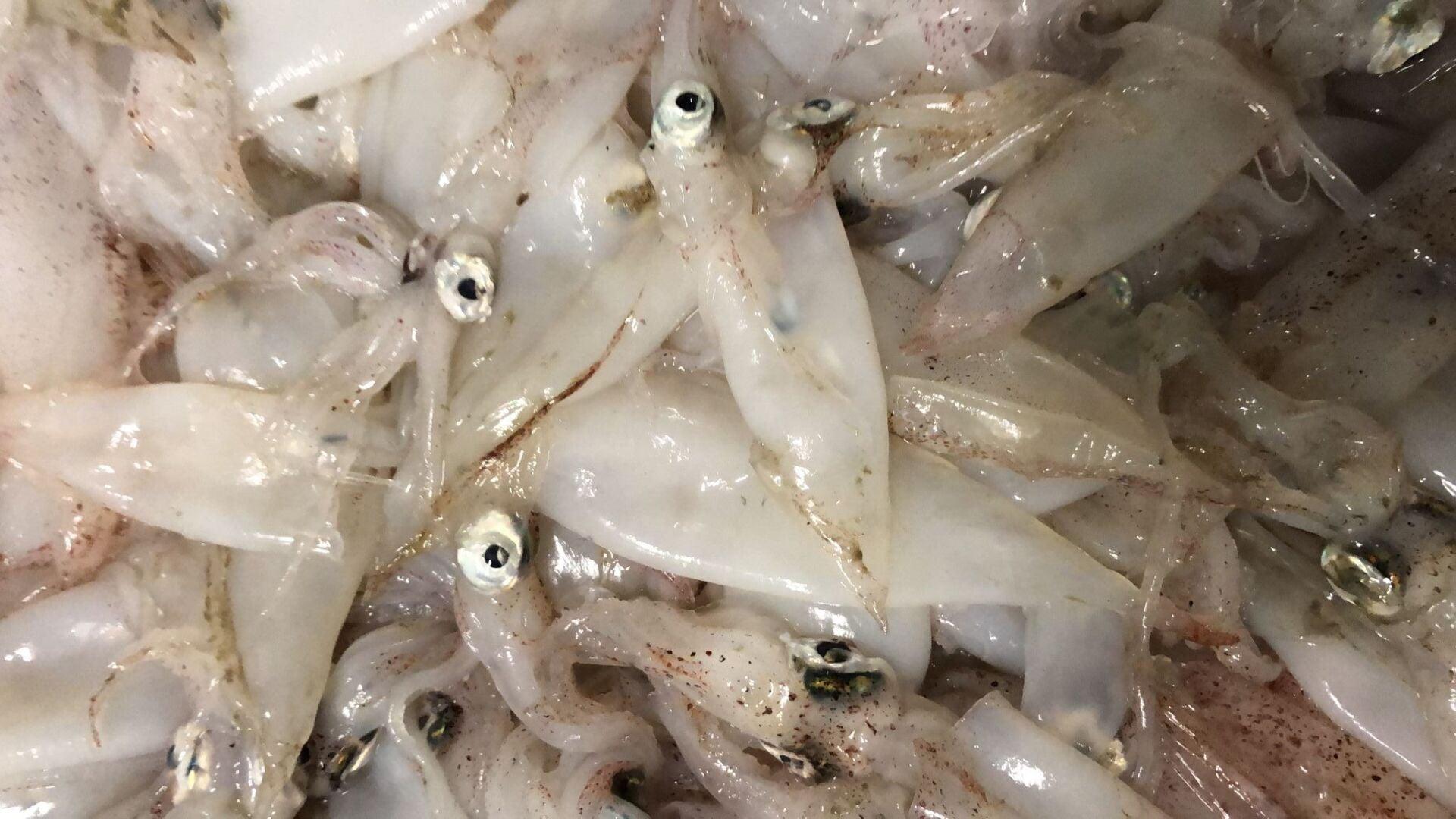 Calamaretto spillo Italia - Pescheria Ferroni | Milano