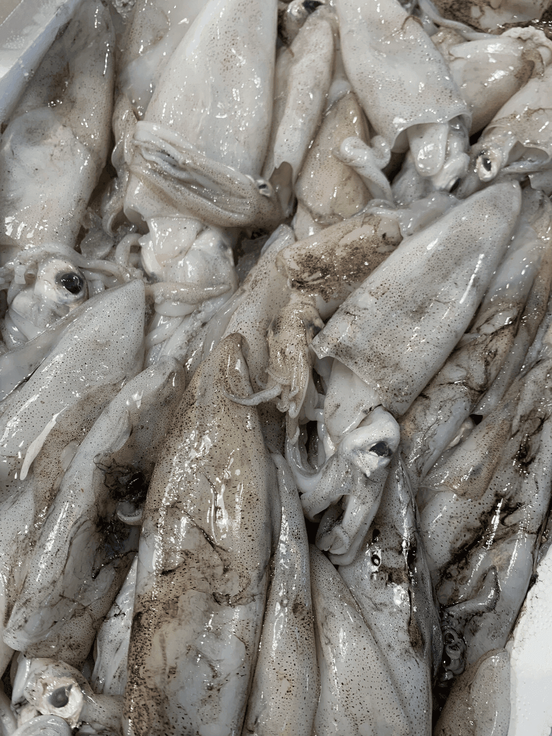 Calamaro atlantico fresco - Pescheria Ferroni | Milano