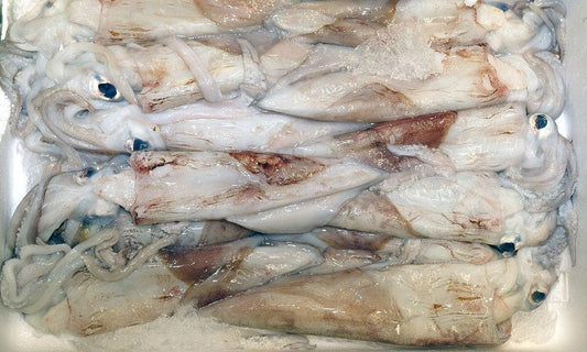 Calamaro mediterraneo - Pescheria Ferroni | Milano