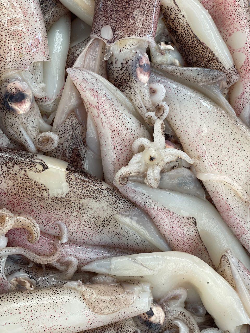 Calamaro Patagonia C4 - Pescheria Ferroni | Milano