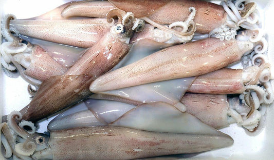 Calamaro Sudafrica decongelato - Pescheria Ferroni | Milano