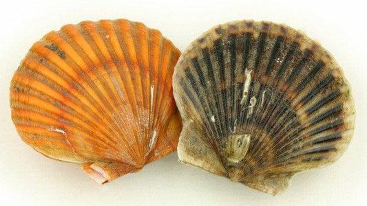 Canestrelli atlantici - Pescheria Ferroni dal 1910