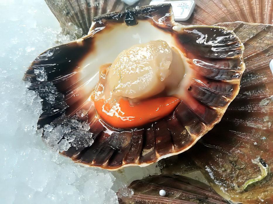 Cappesante atlantiche pescate Norvegia - Pescheria Ferroni | Milano