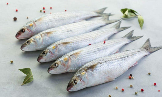 Cefalo Dorino di mare aperto Italia - Pescheria Ferroni dal 1910