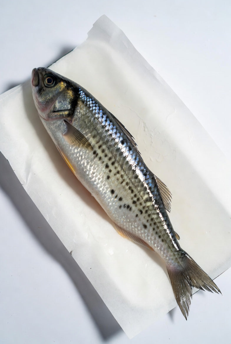 Cefalo Dorino di mare italiano fresco