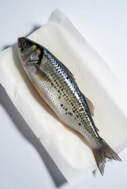 Cefalo Dorino di mare italiano fresco