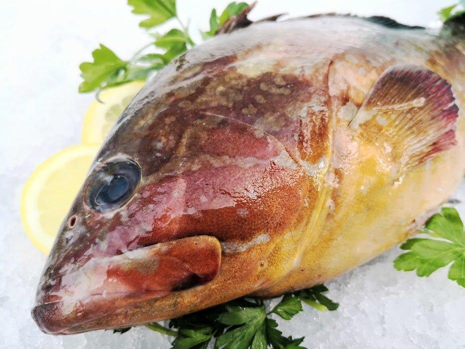 Cernia gialla del mediterraneo - Pescheria Ferroni | Milano