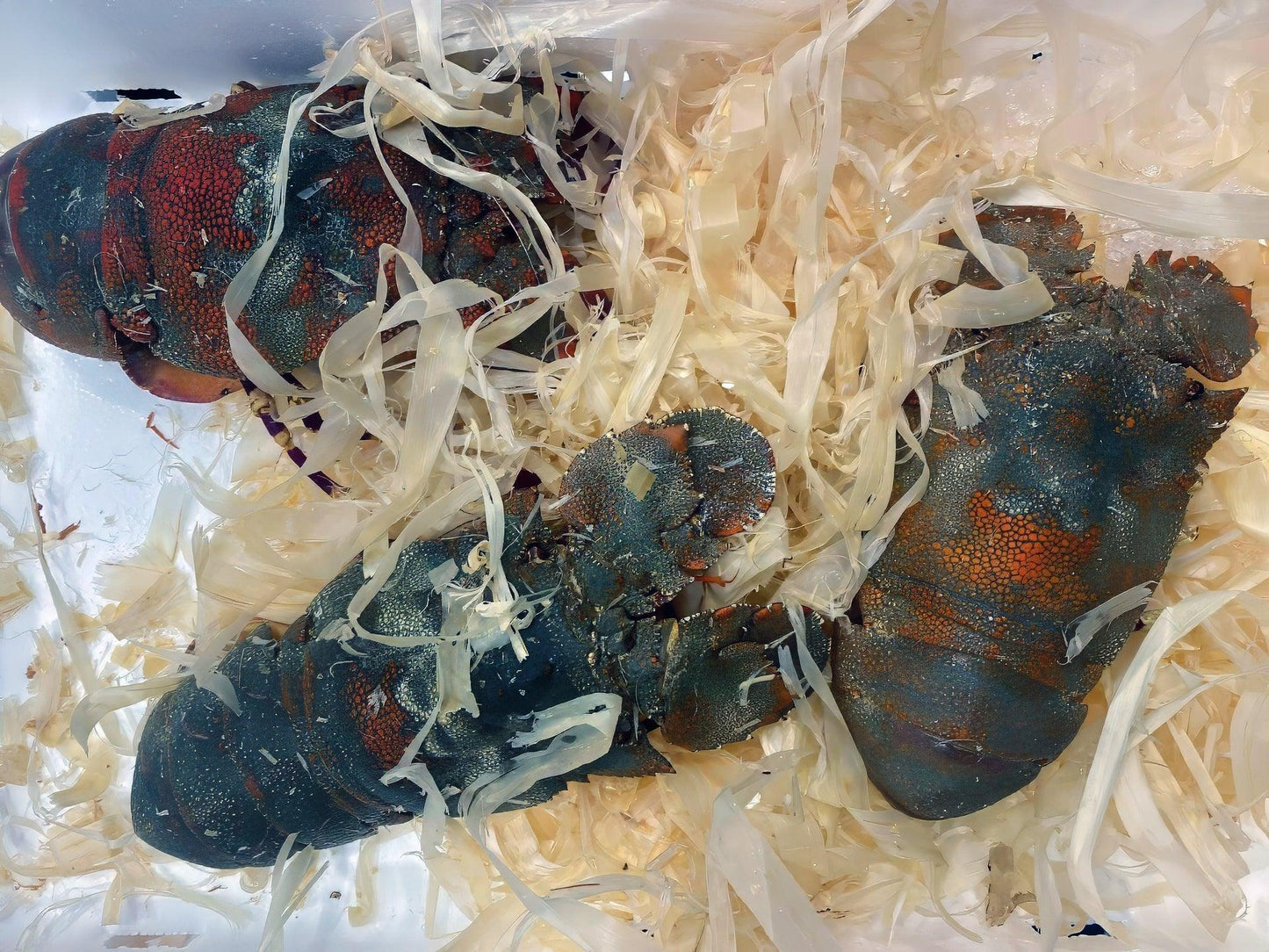 Cicala grande di mare - Pescheria Ferroni | Milano