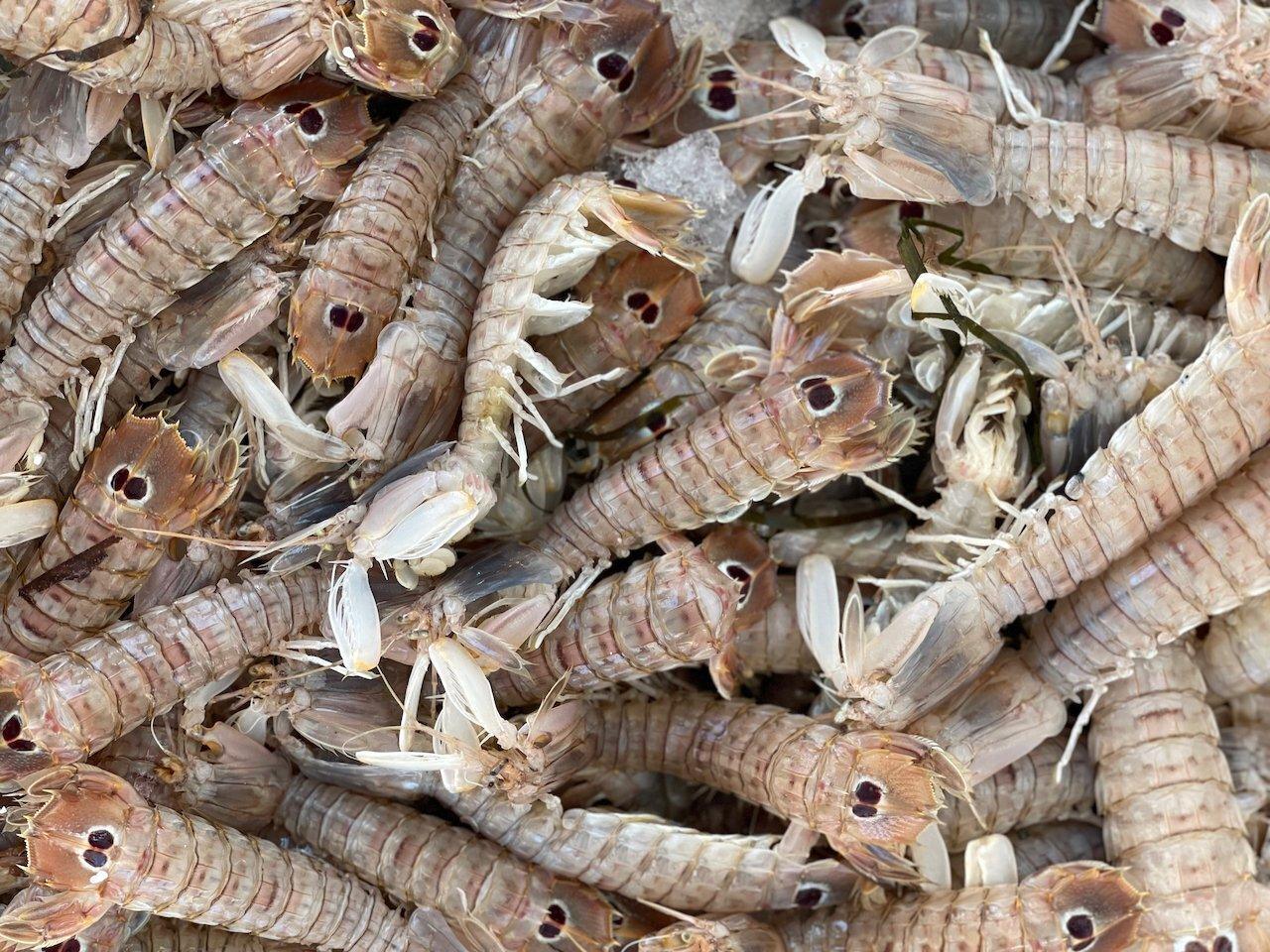 Cicala o Canocchia di mare mediterranea - Pescheria Ferroni dal 1910