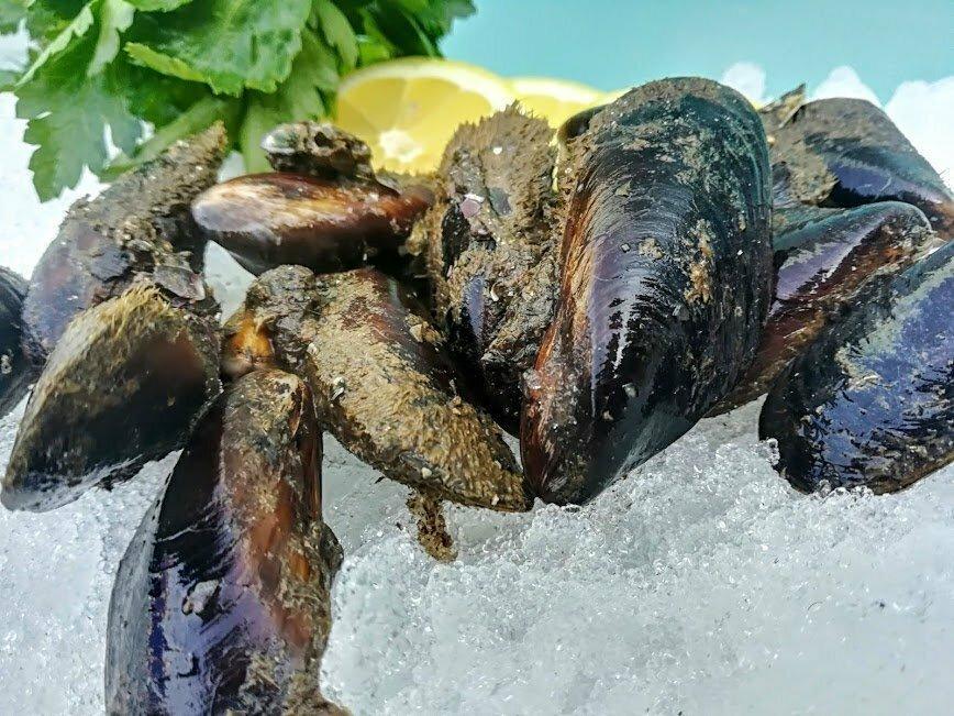 Cozze pelose Italia - Pescheria Ferroni | Milano