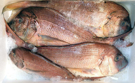 Dentice Gibboso - Pescheria Ferroni | Milano