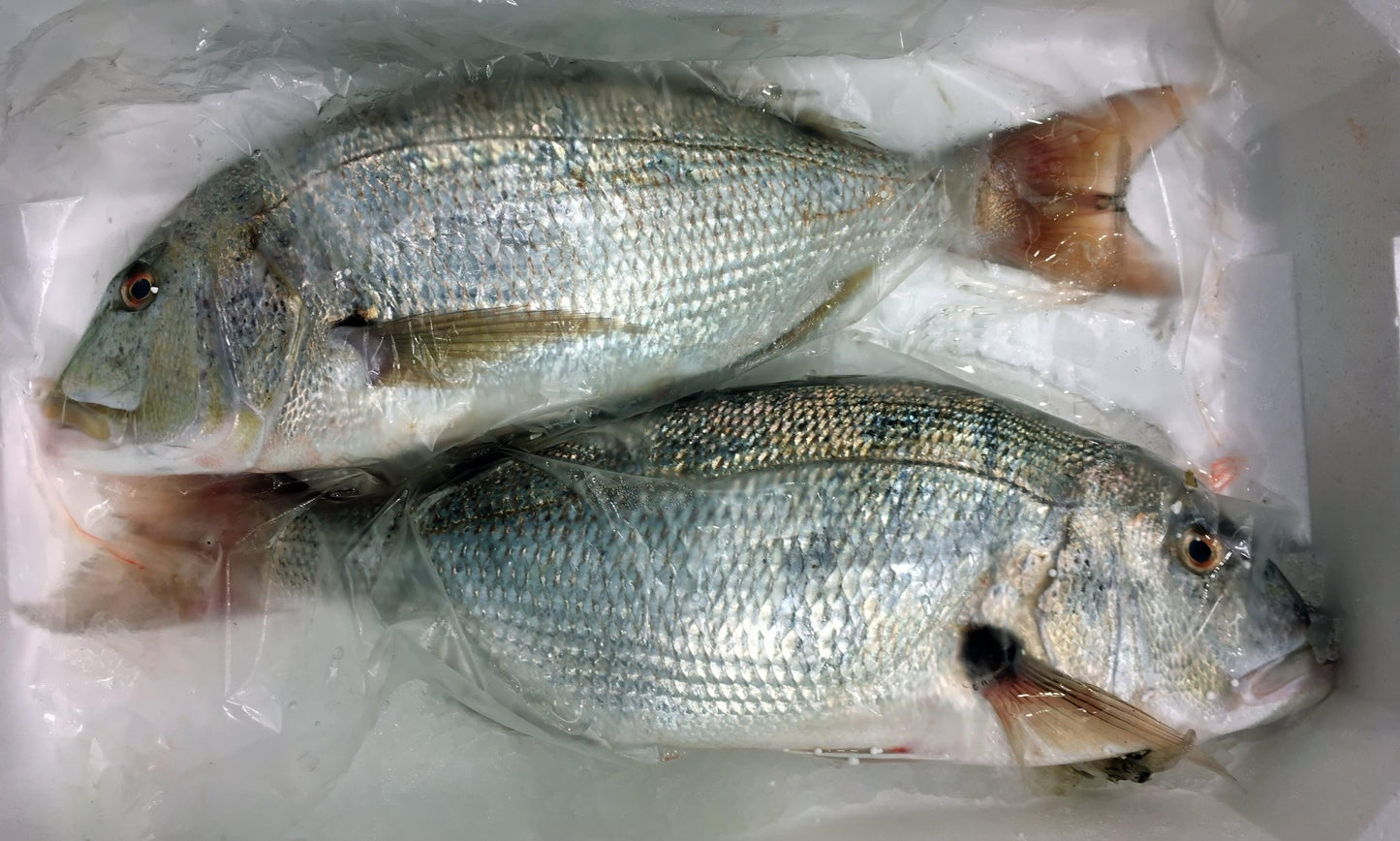 Dentice mediterraneo - Pescheria Ferroni | Milano