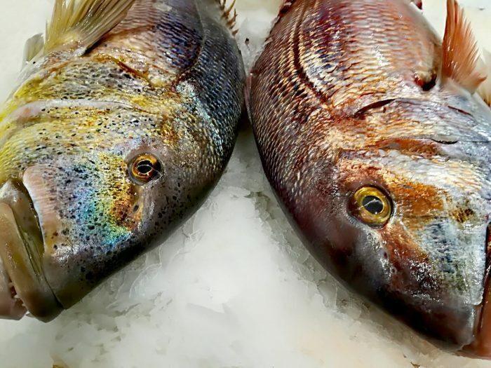 Dentice pescato all'amo Italia - Pescheria Ferroni dal 1910