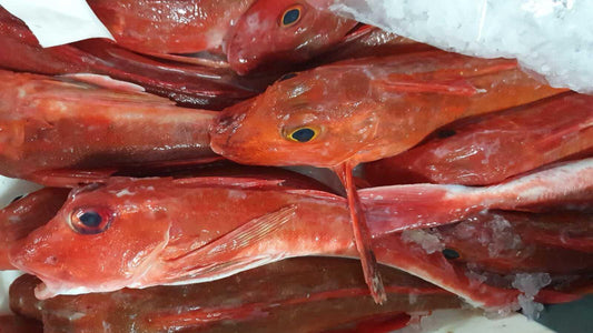 Gallinella mazzola Italia - Pescheria Ferroni | Milano