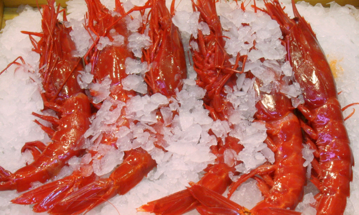 Gambero carabineros XL