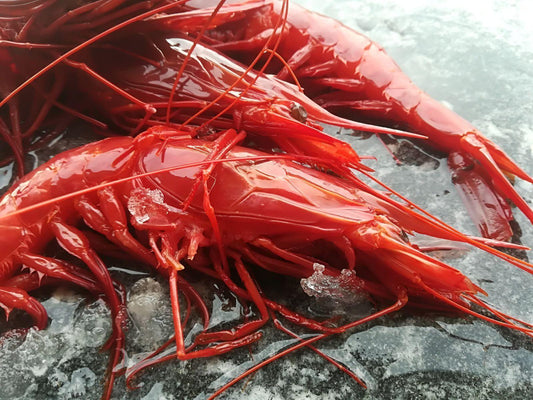 Gambero carabineros XXL - Pescheria Ferroni | Milano