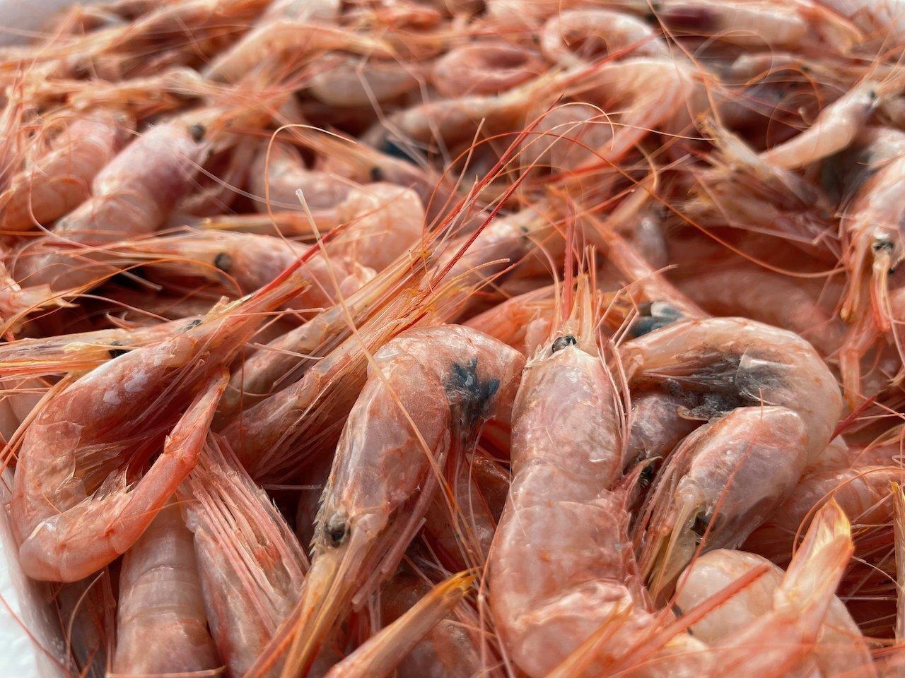 Gambero gobbetto italiano - Pescheria Ferroni | Milano