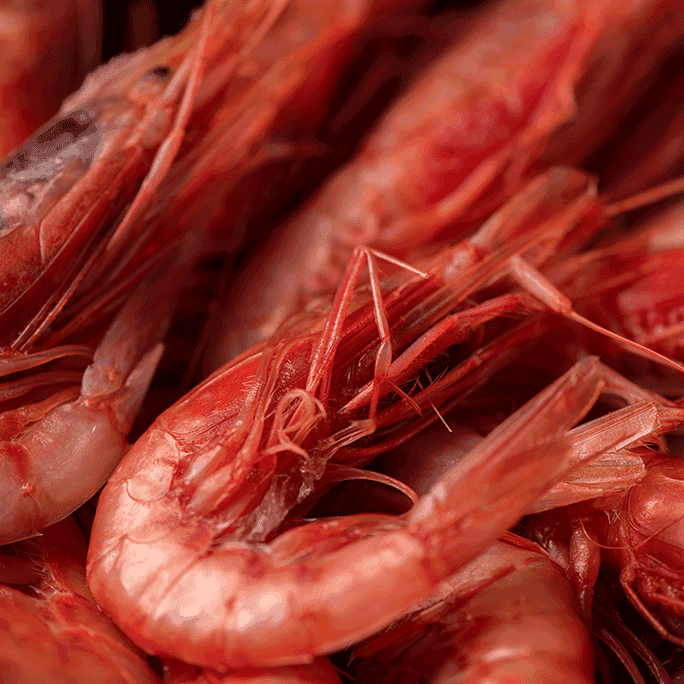 Gambero rosso L2 Mazara del Vallo - Pescheria Ferroni | Milano