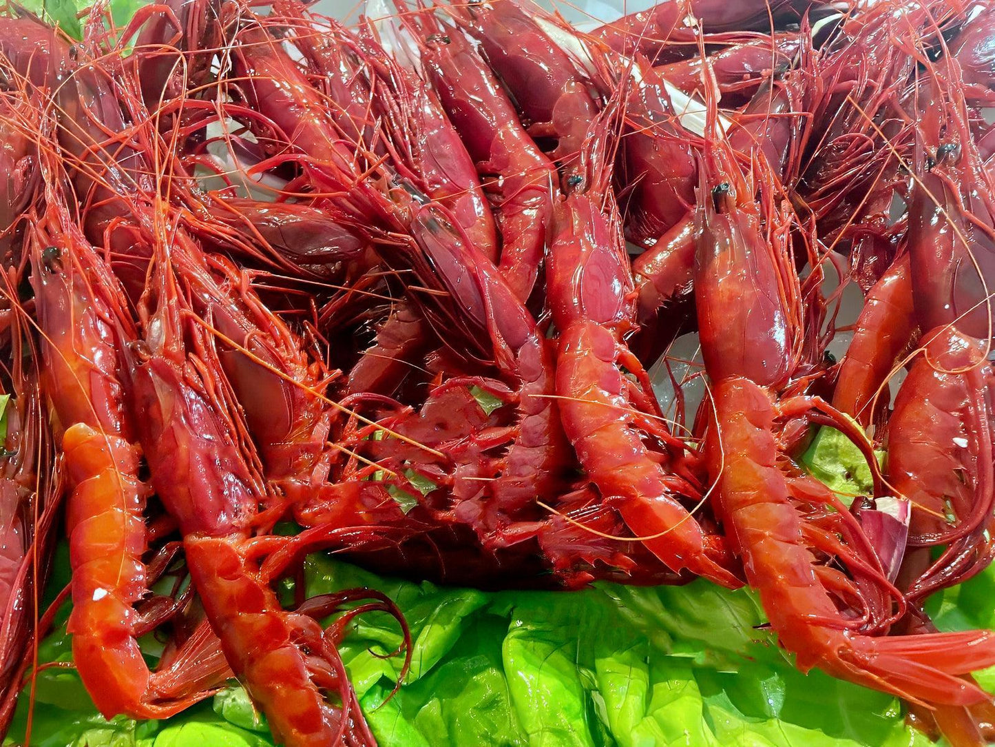 Gambero rosso L2 pescato abbattuto - Pescheria Ferroni | Milano