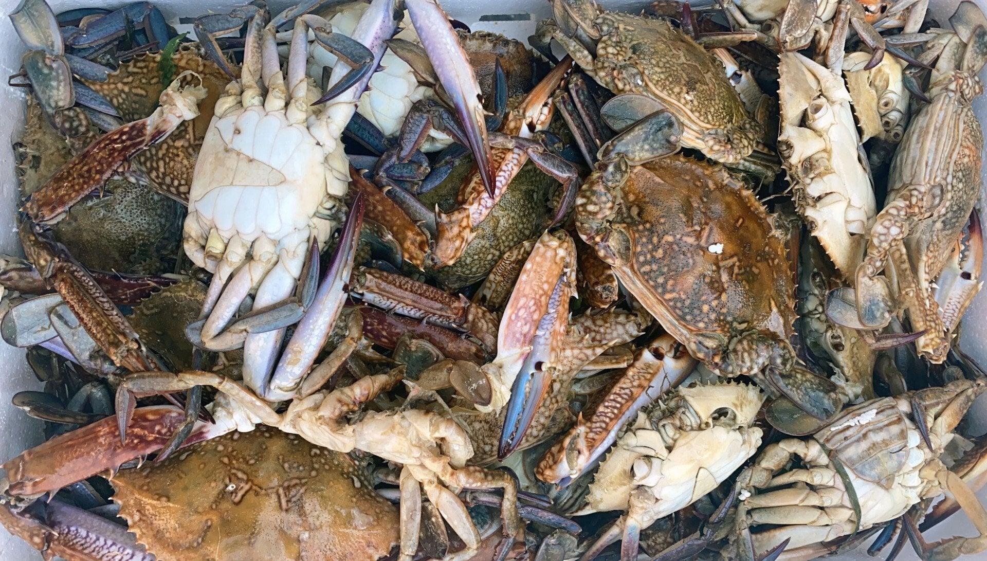 Granchio nuotatore mediterraneo - Pescheria Ferroni | Milano