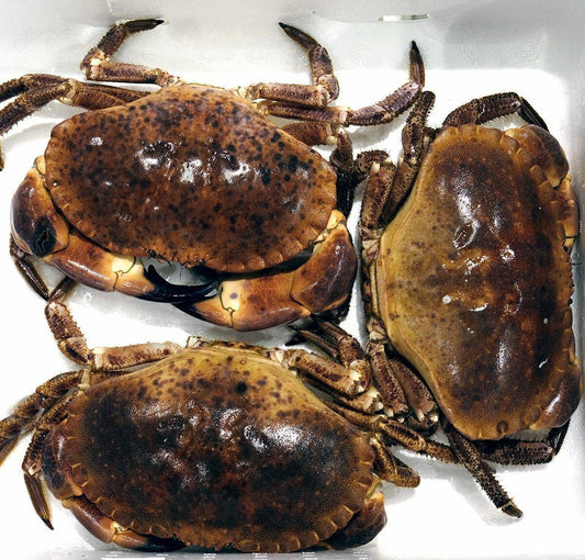 Granchio o Granciporro atlantico - Pescheria Ferroni | Milano