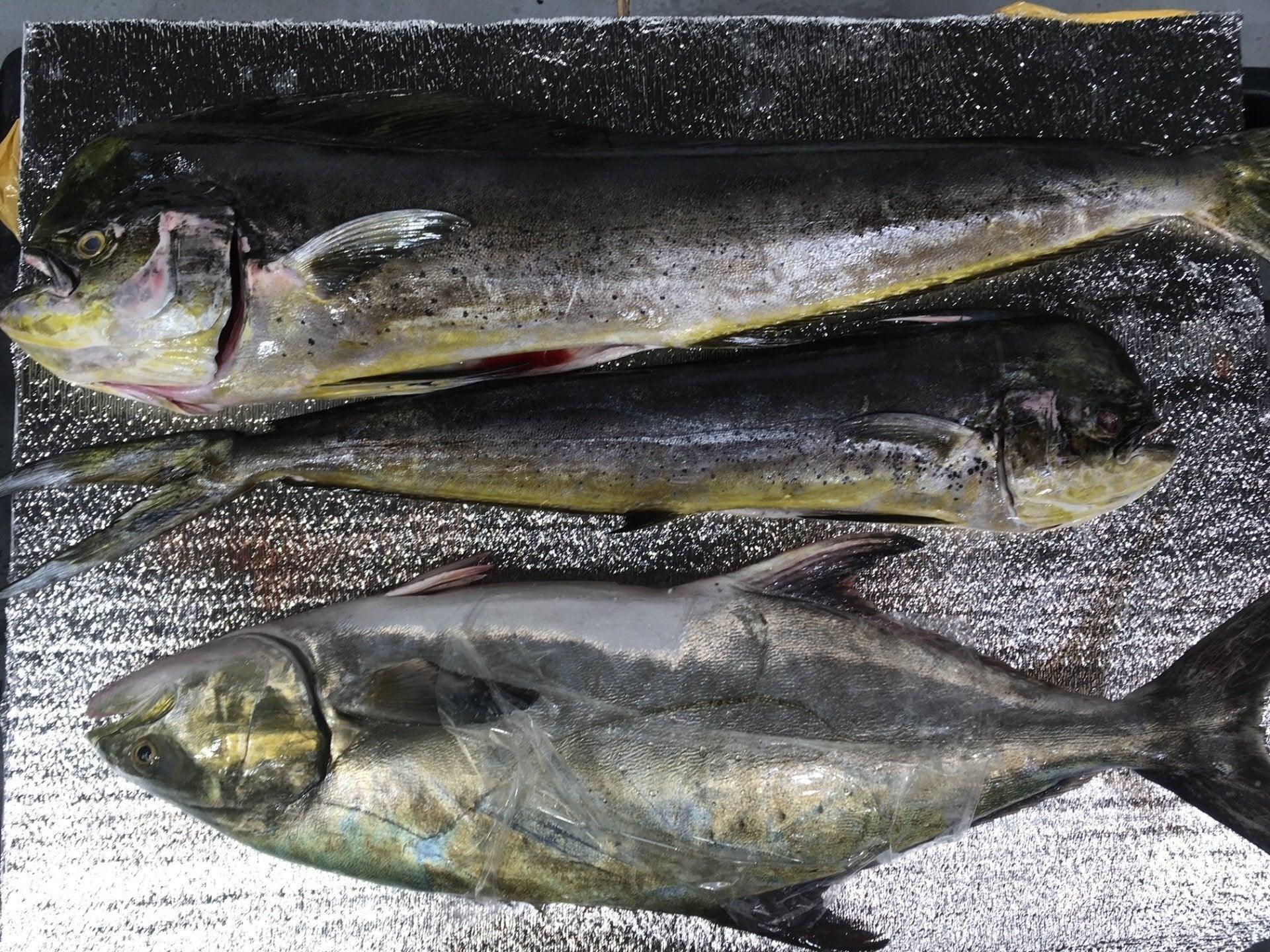 Lampuga atlantica - Pescheria Ferroni | Milano