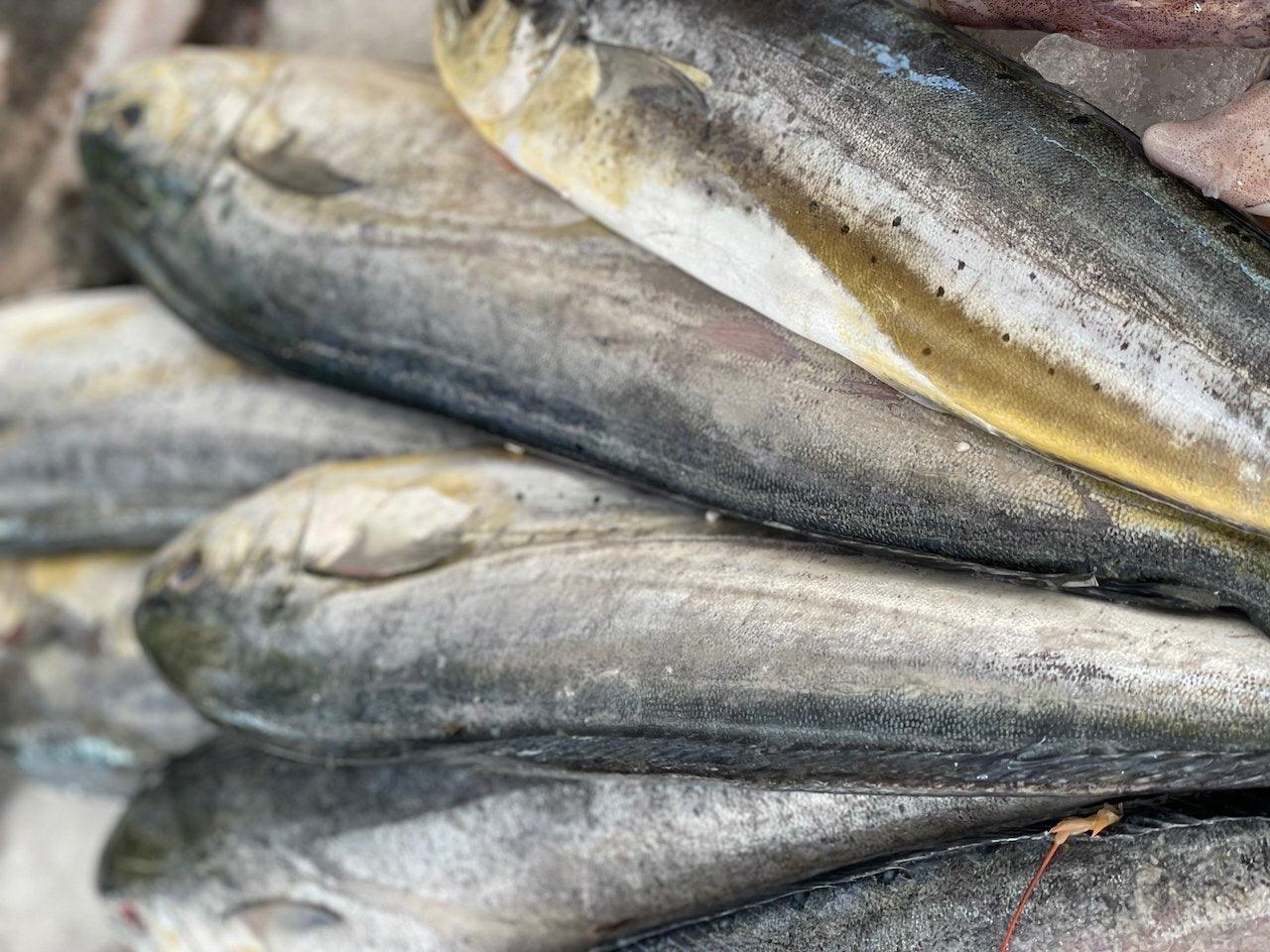 Lampuga Italia - Pescheria Ferroni | Milano