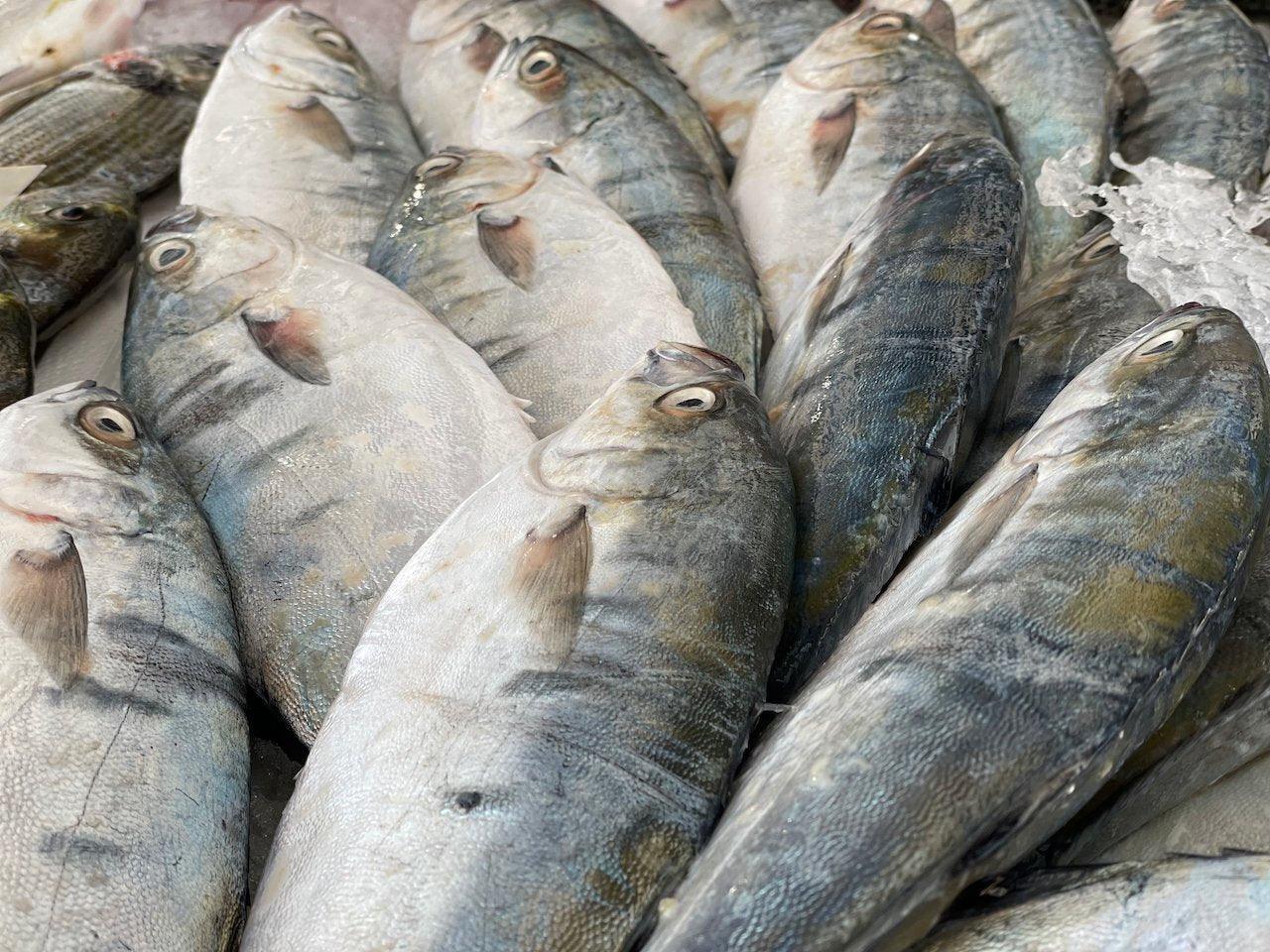 Leccia stellata del mediterraneo - Pescheria Ferroni | Milano