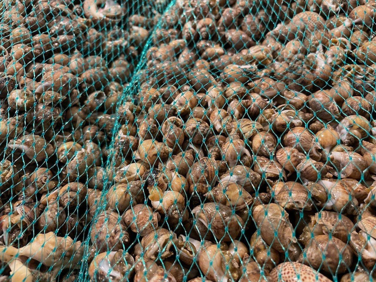 Lumachine di mare mediterraneo - Pescheria Ferroni | Milano