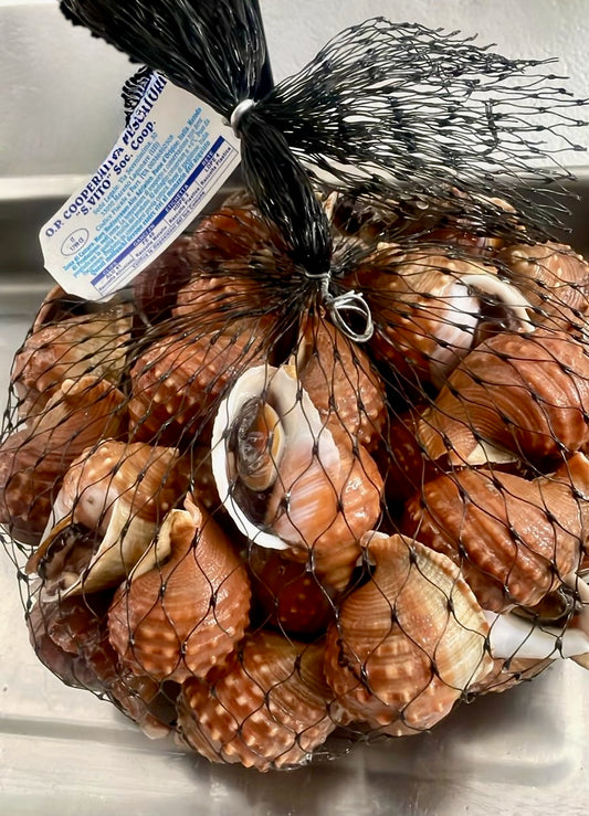 Lumachine di mare del Mediterraneo fresche