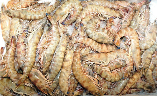 Mazzancolle italiane L3 - Pescheria Ferroni | Milano