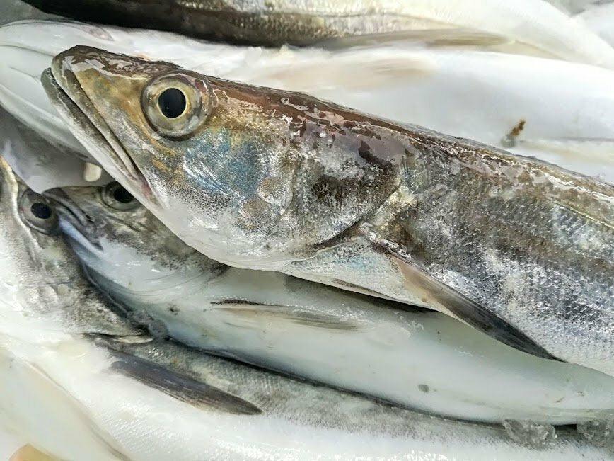 Nasello italiano - Pescheria Ferroni | Milano