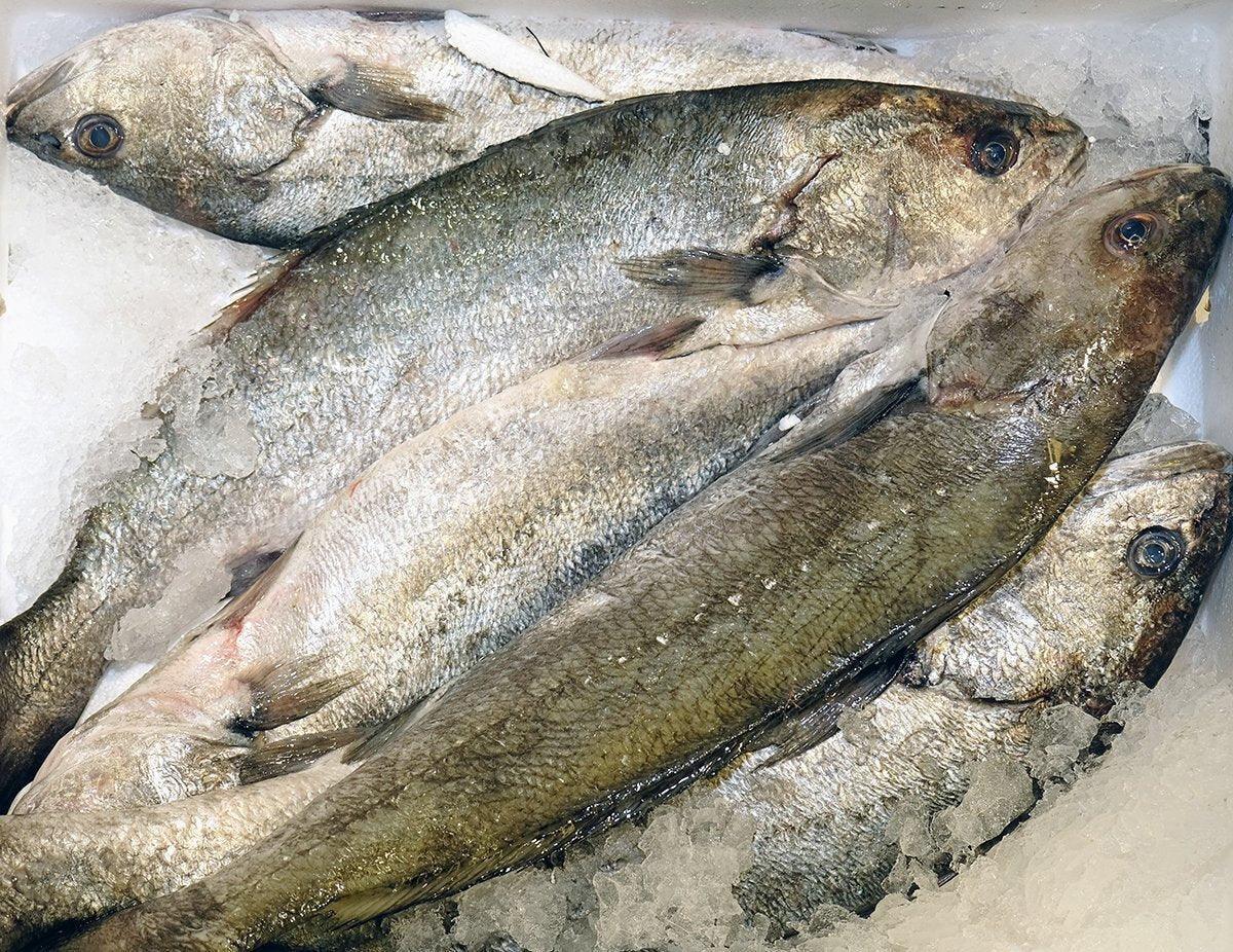 Ombrina bocca d'oro atlantica - Pescheria Ferroni | Milano