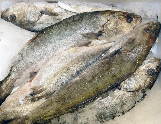 Ombrina bocca d'oro atlantica - Pescheria Ferroni | Milano