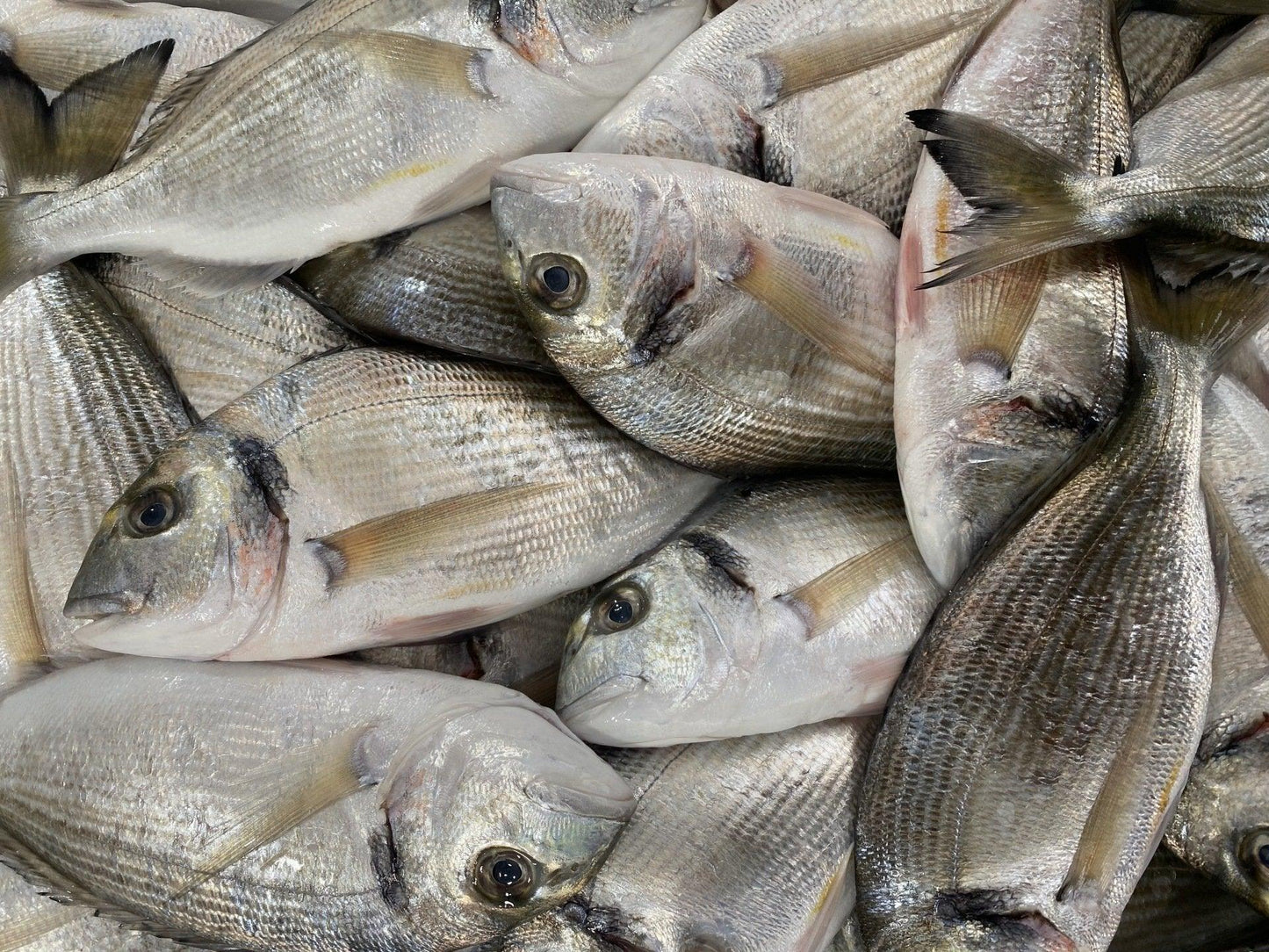 Orata grossa di mare Italia - Pescheria Ferroni dal 1910