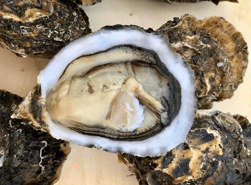 Ostrica Mamer Sardegna