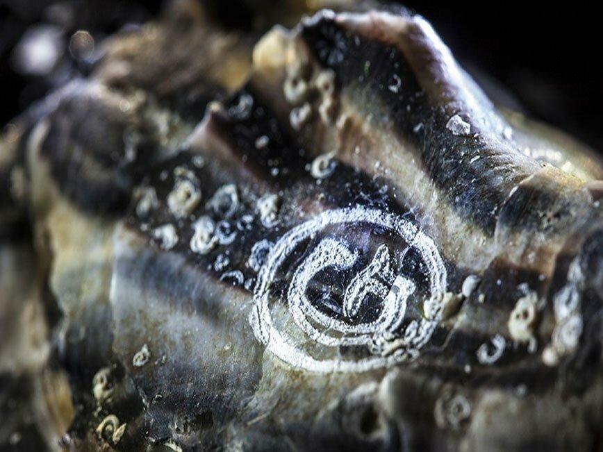 Ostrica Special Gillardeau N° 3+ - Pescheria Ferroni | Milano