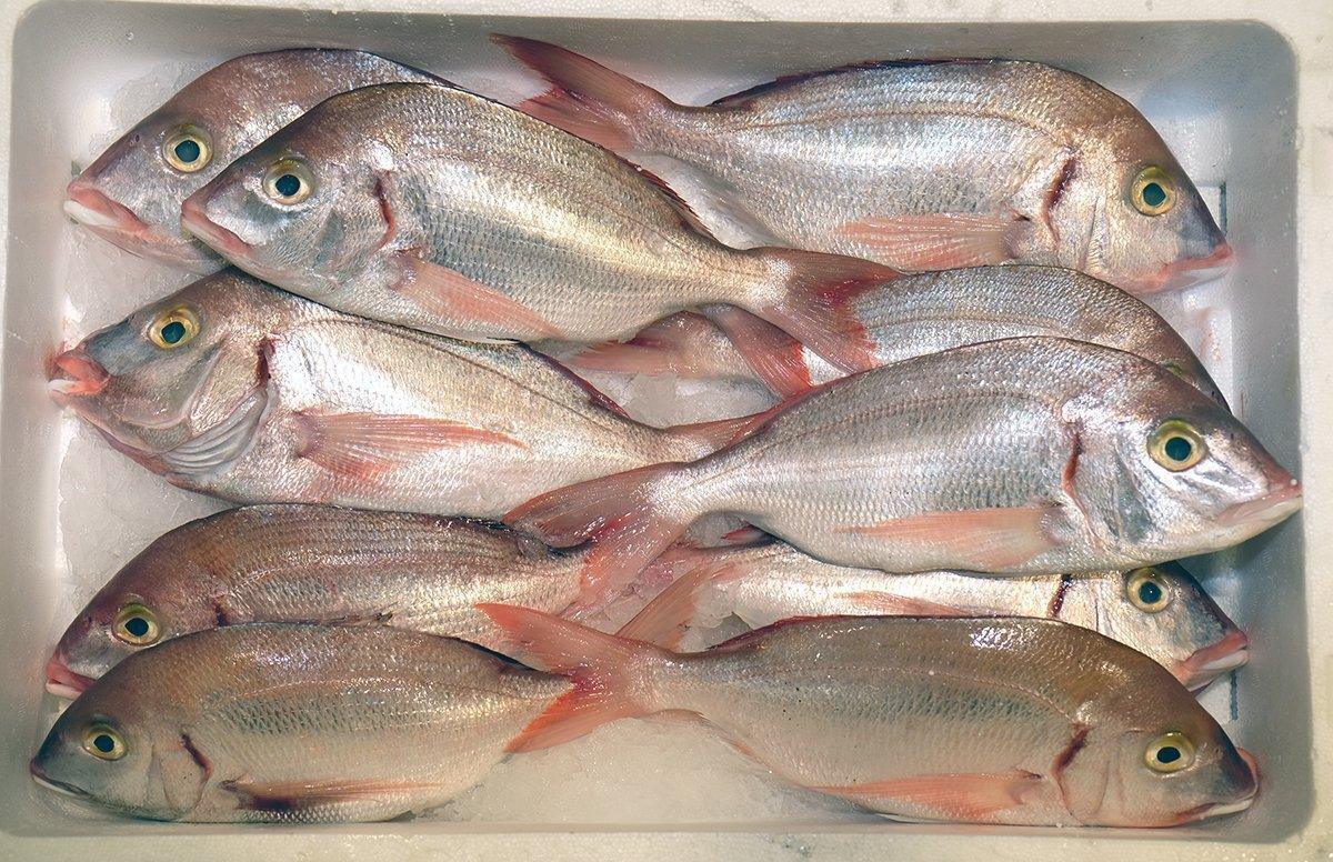Pagello fragolino pescato atlantico - Pescheria Ferroni | Milano